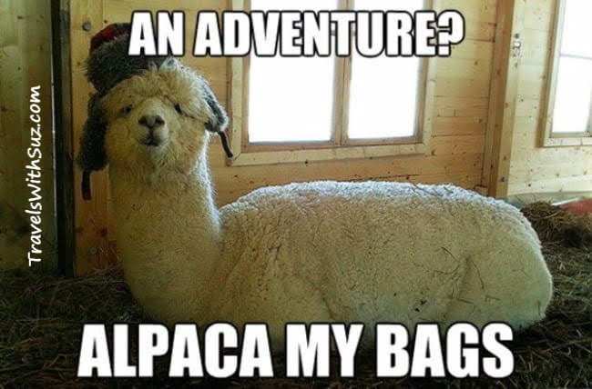 An Adventure! Alpaca My Bags
