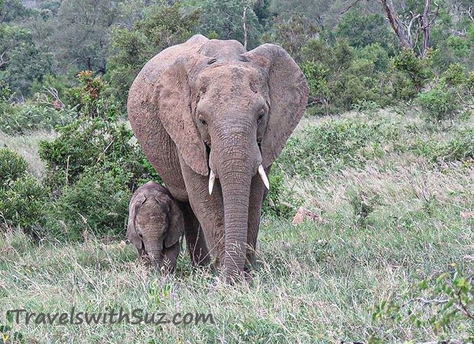 Elephant with Calf