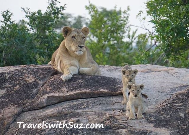 Lion with 2 Cubs