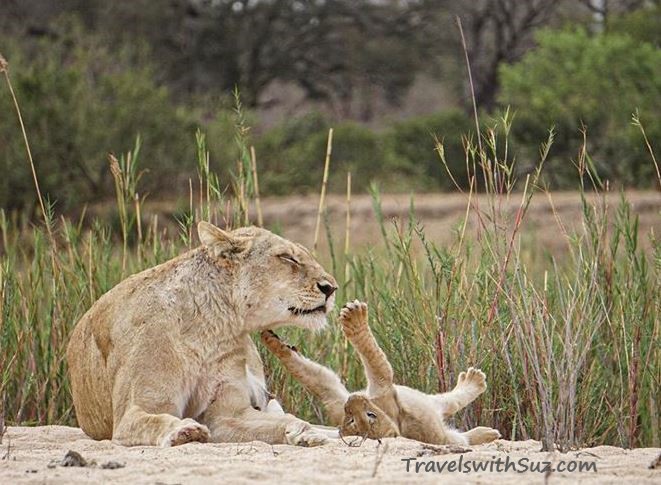 Lion with playful cub