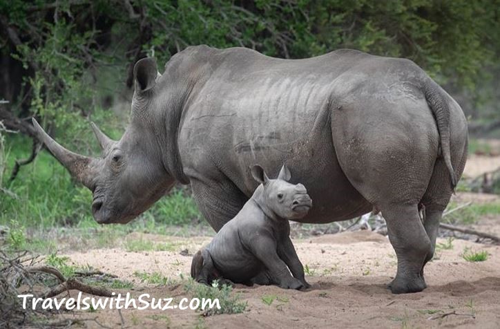 Rhinoceros with Calf