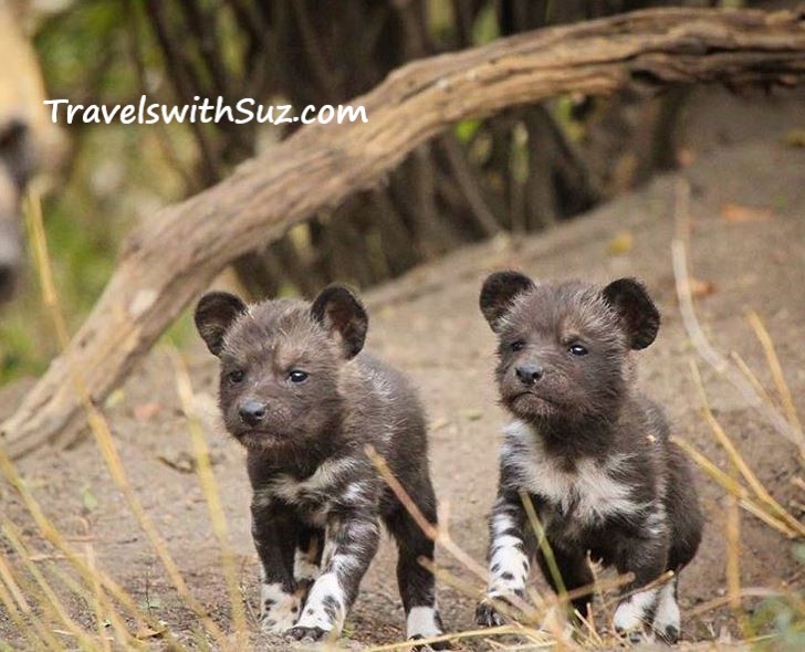 African Wild Dog Pups