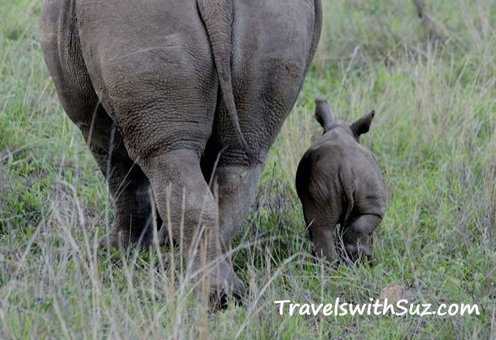 Rhinoceros butts