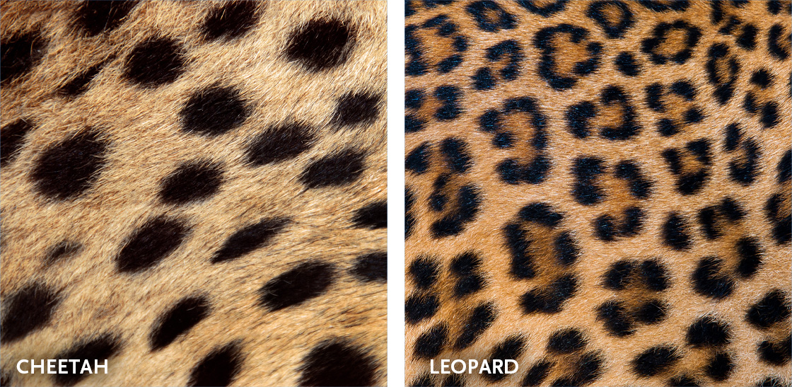 Cheetah or Leopard? How to distinguish between them | TravelswithSuz.com