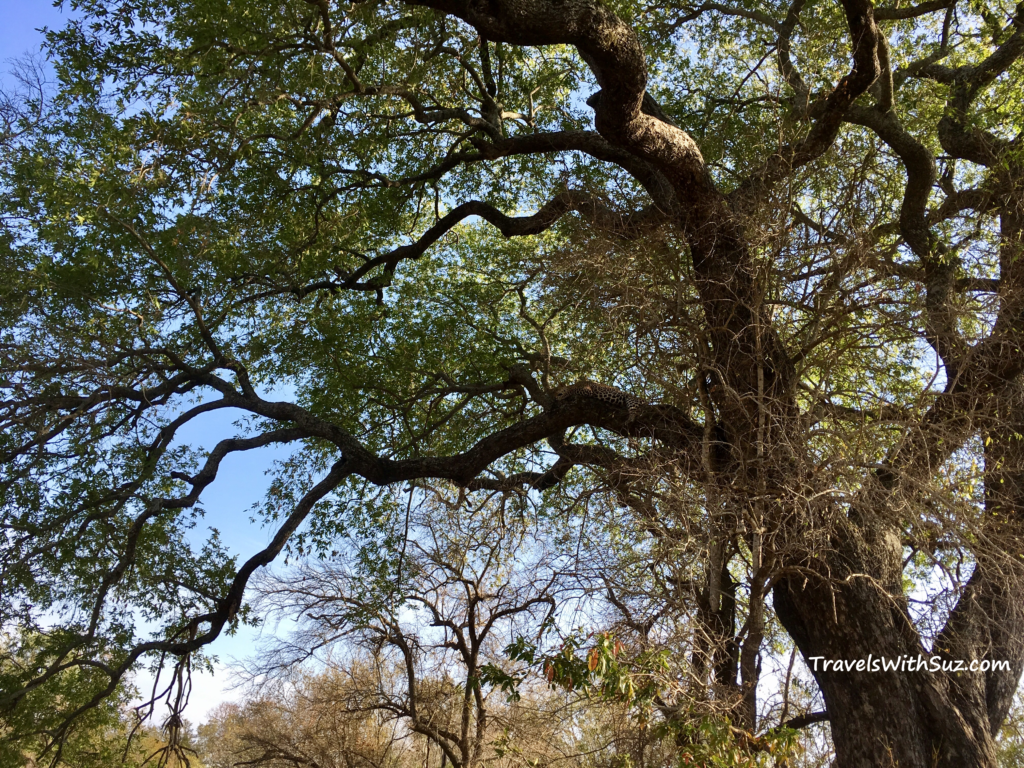 Leopard camouflaged in tree 