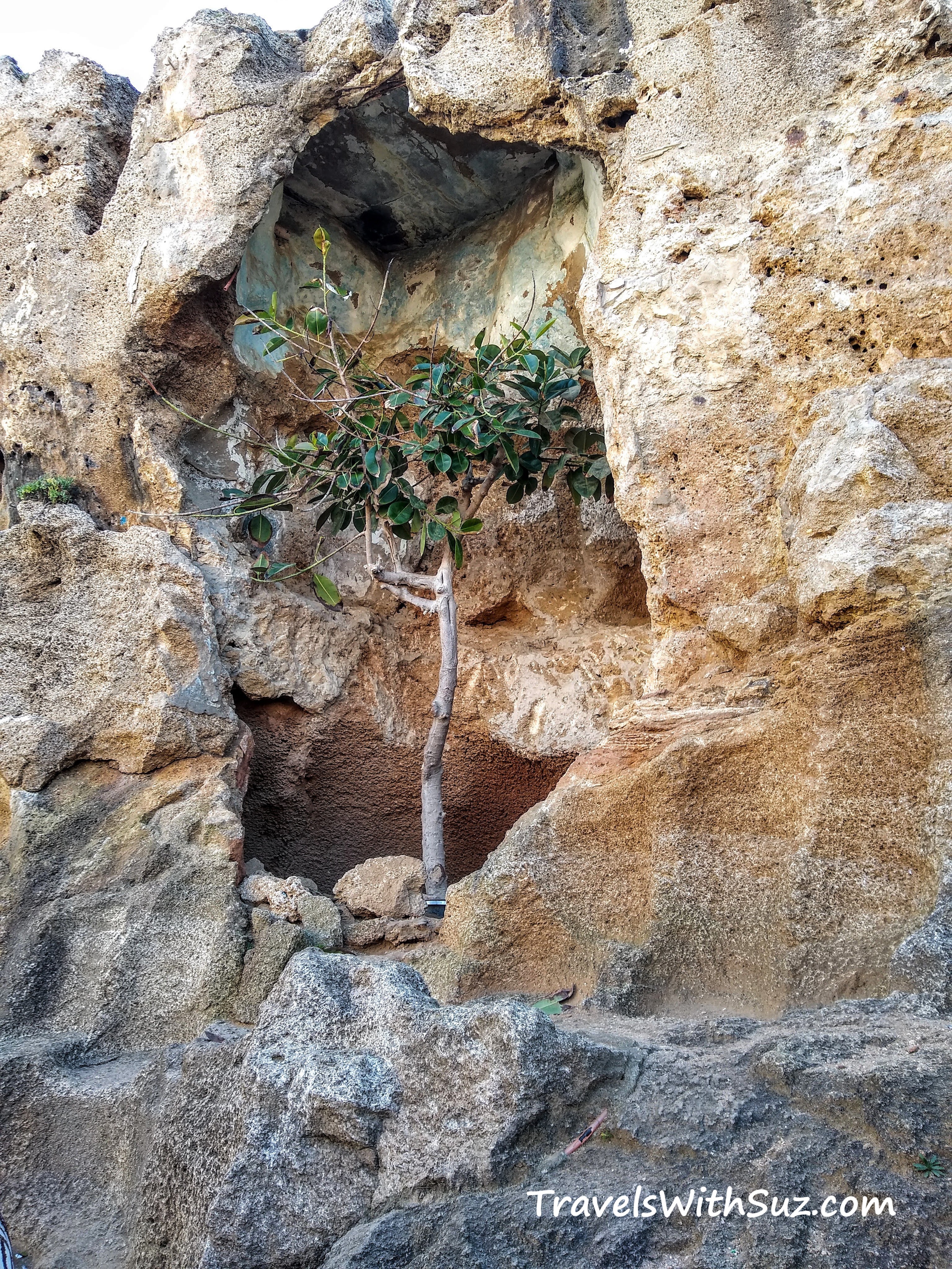 tree in alcove at the Cave of Hercules