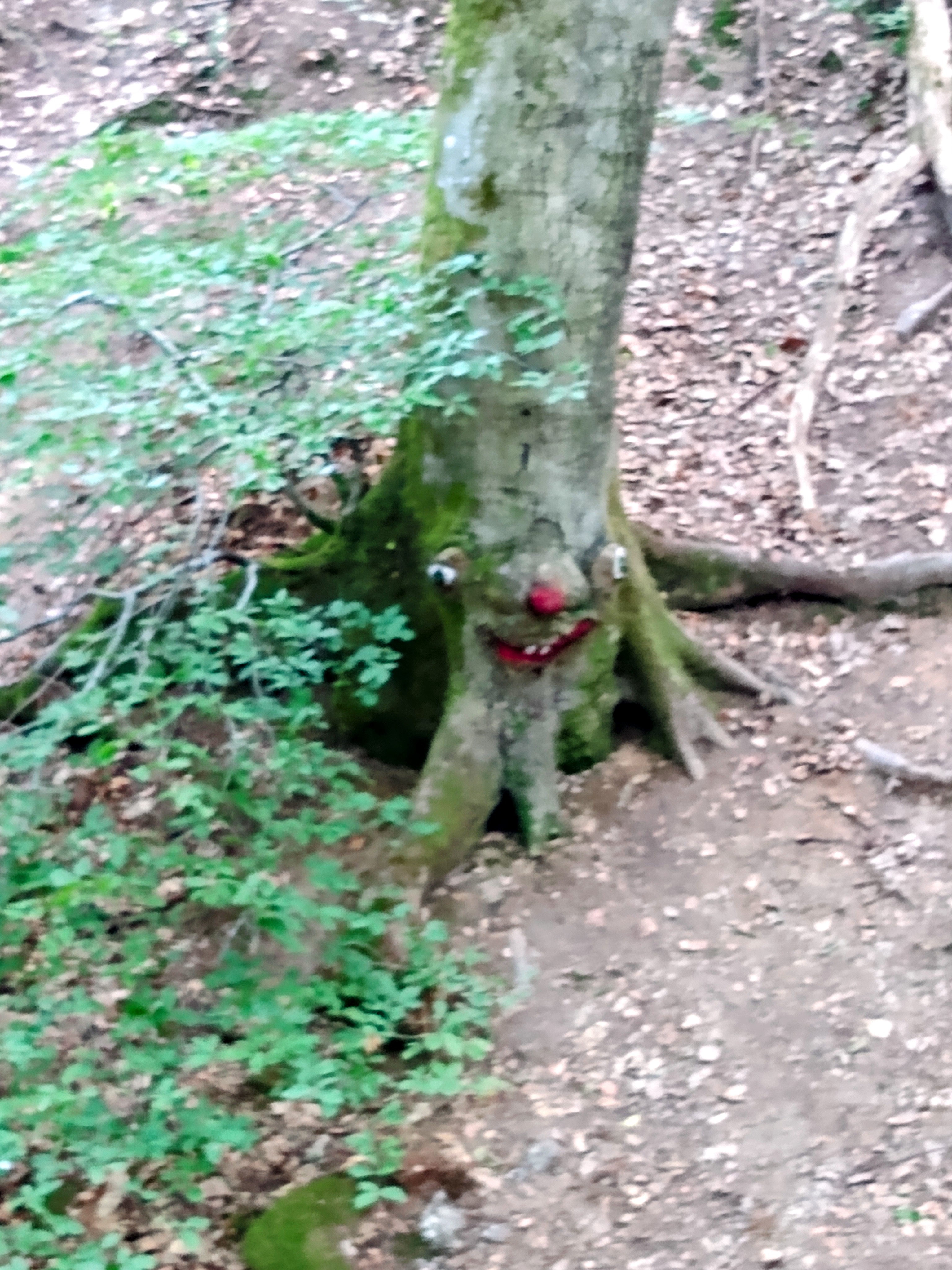 Forest Walks - Tree Face Forest, Wiesbaden, TravelsWithSuz.com