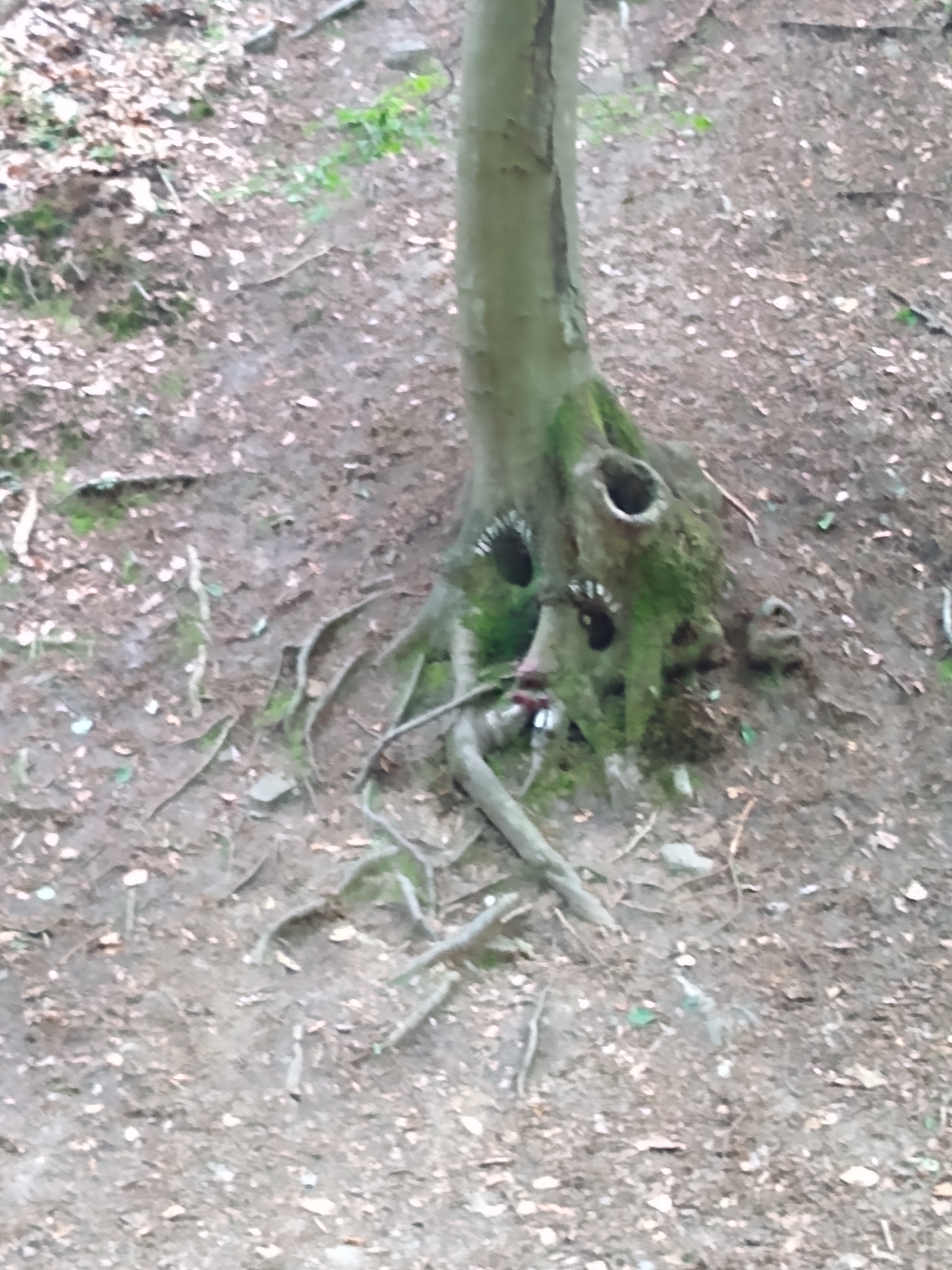 Forest Walks - Tree Face Forest, Wiesbaden, TravelsWithSuz.com