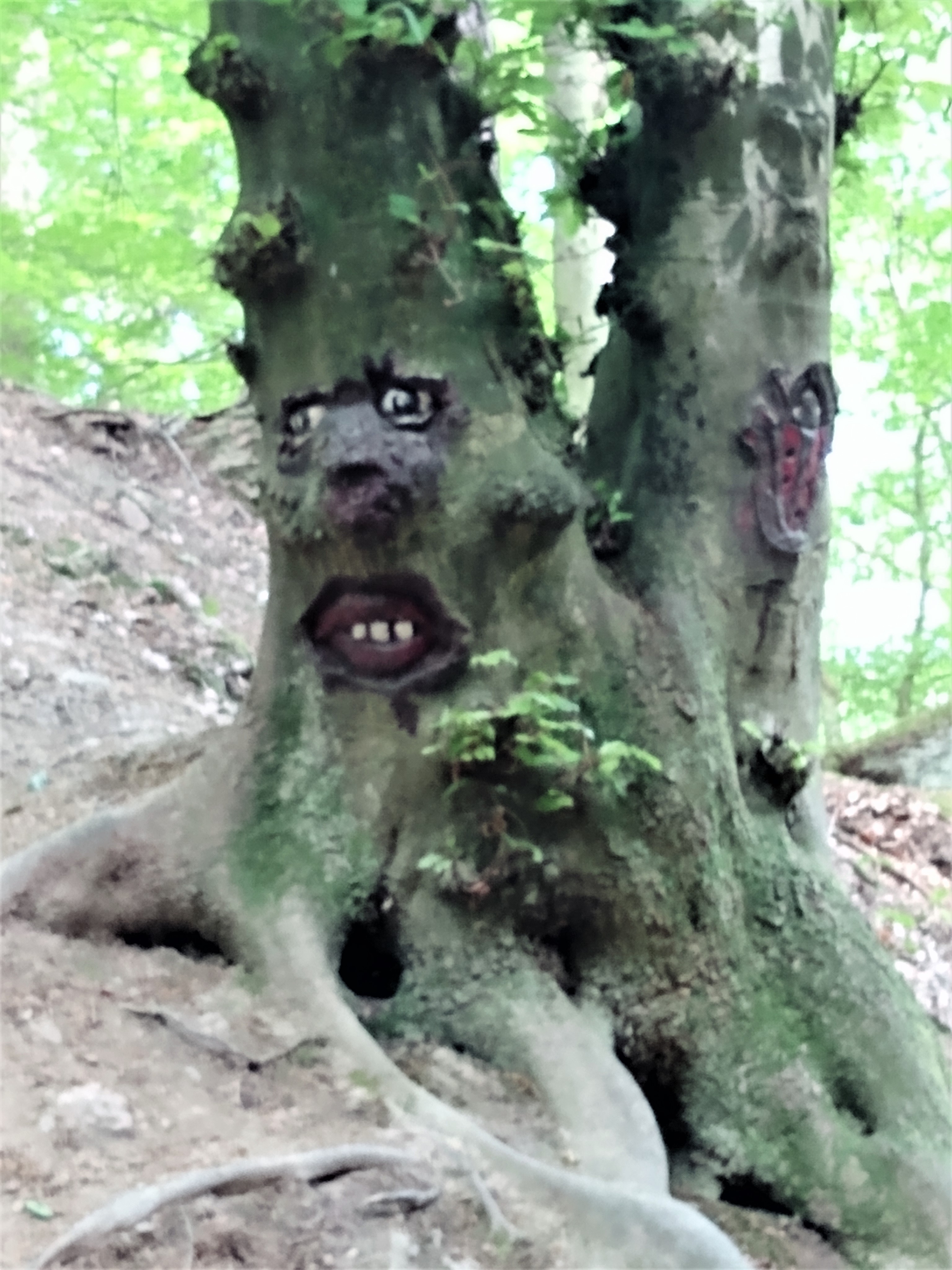 Forest Walks - Tree Face Forest, Wiesbaden, TravelsWithSuz.com