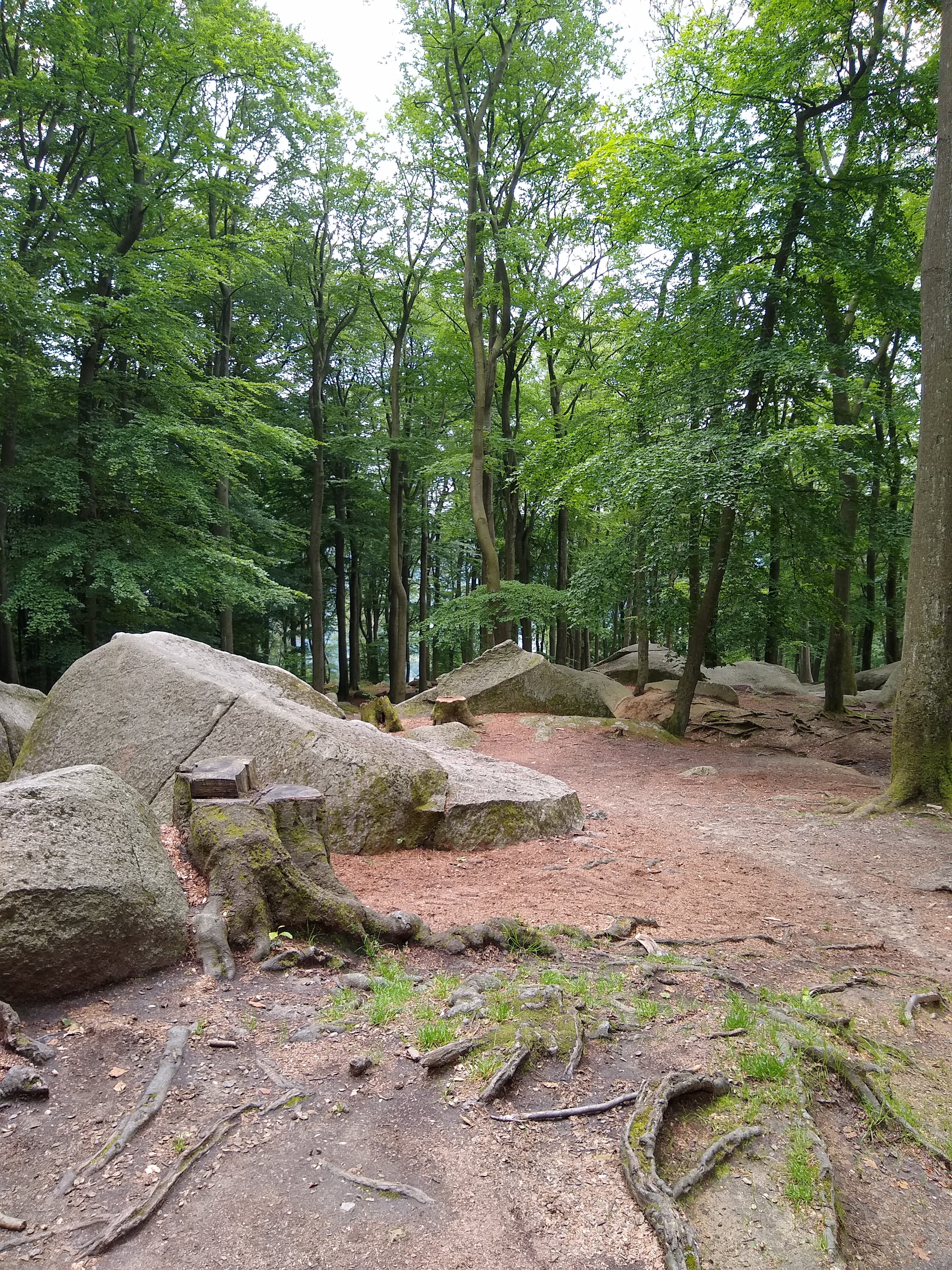 Forest Walks - Rock Ocean Forest - TravelsWithSuz.com