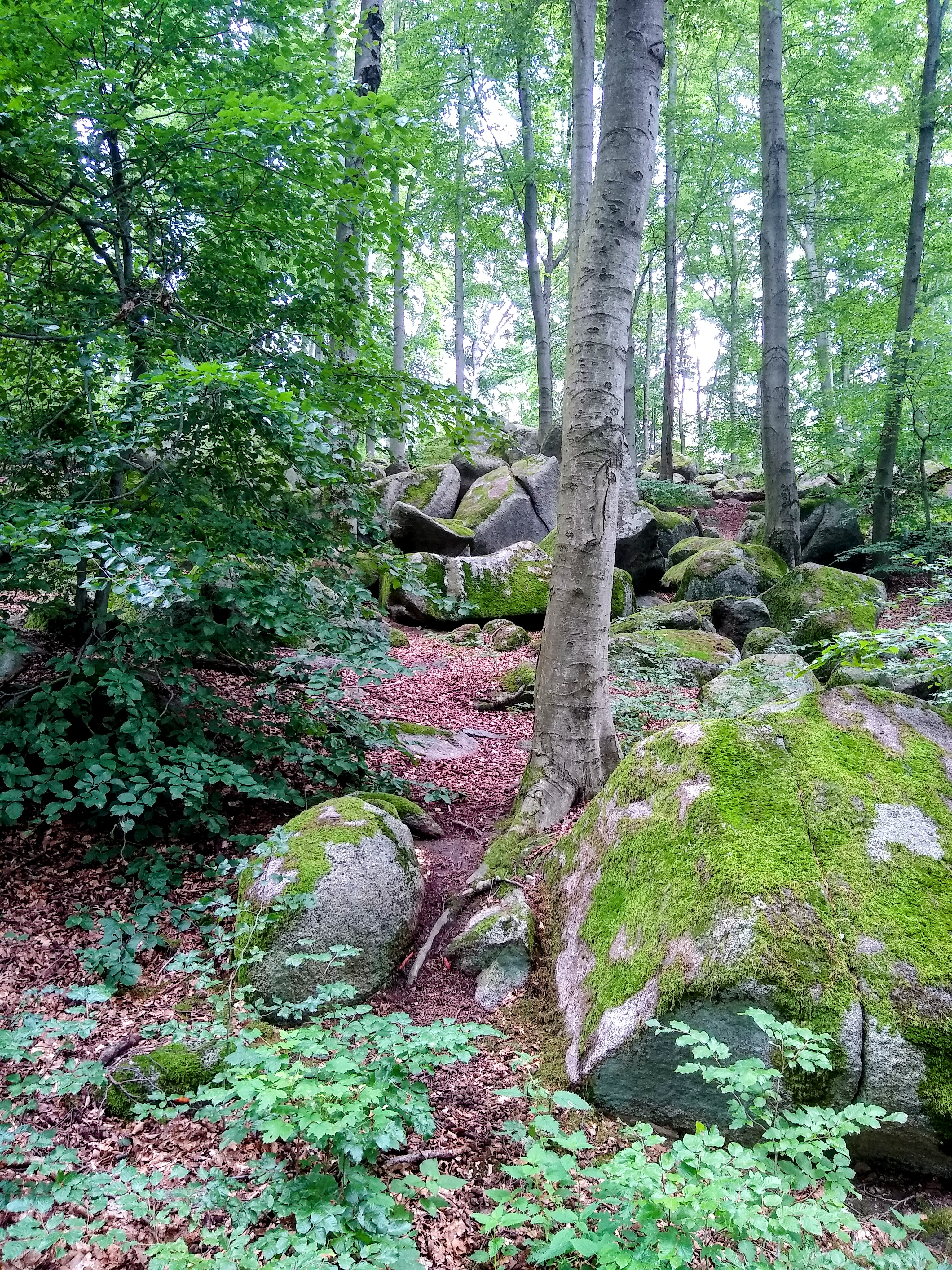 Forest Walks - Rock Ocean Forest - TravelsWithSuz.com