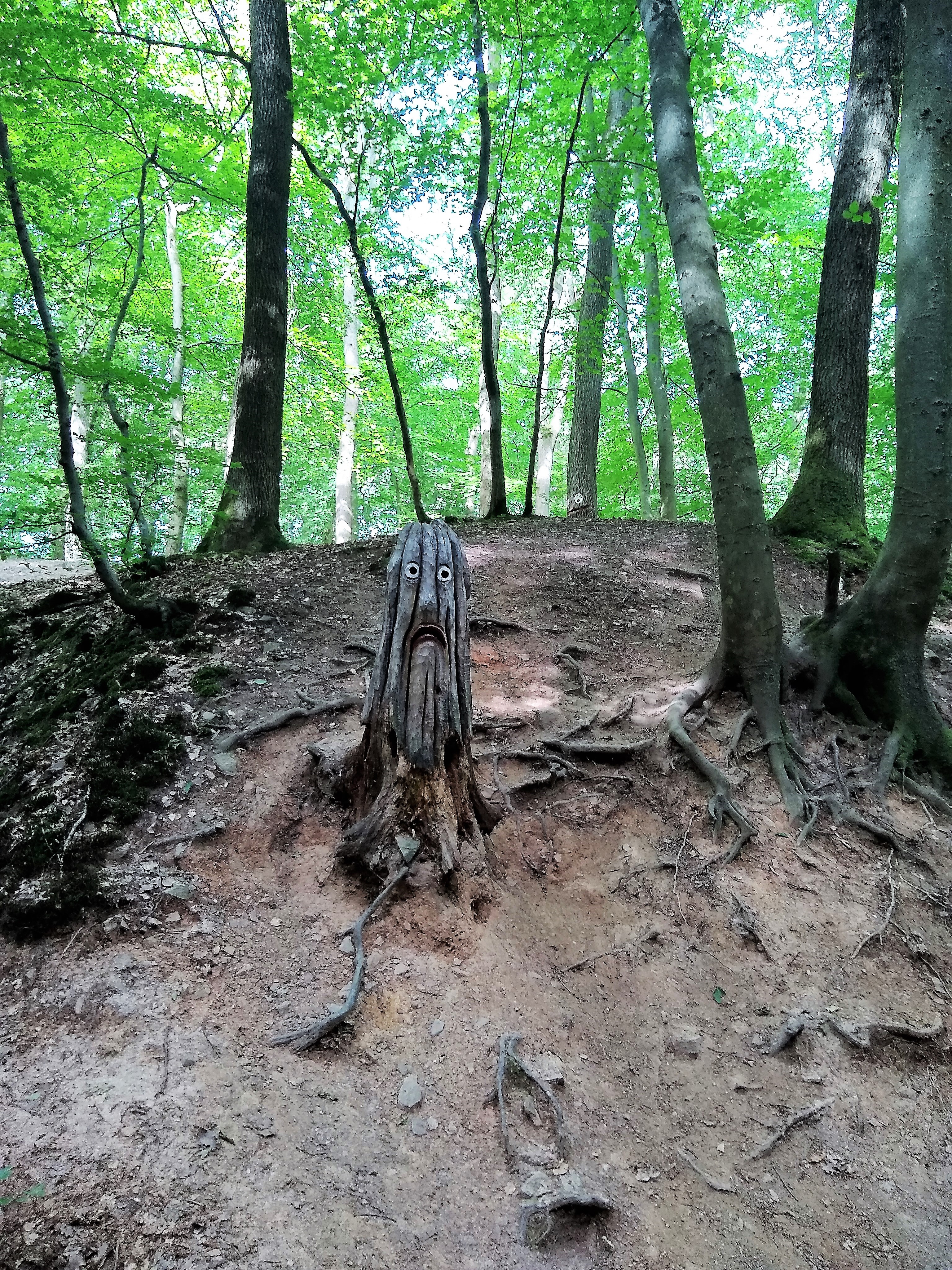 carving in Tree Face Forest, near Wiesbaden, Germany